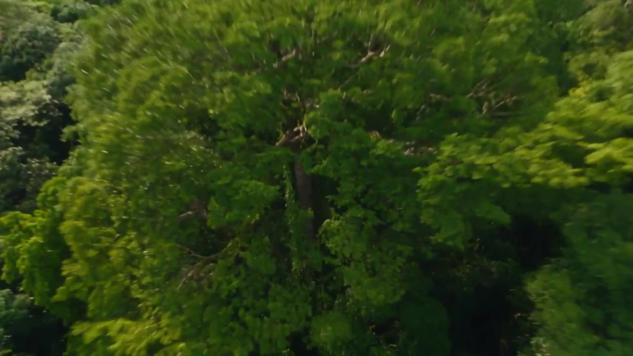 森林、湖泊与远山组成的大气自然生态场景。